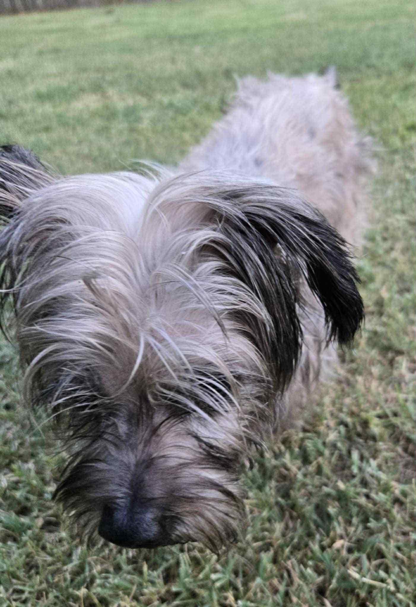 Enlarge Duddly, a Adopted mixed breed in Rowlett, TX image 6/6