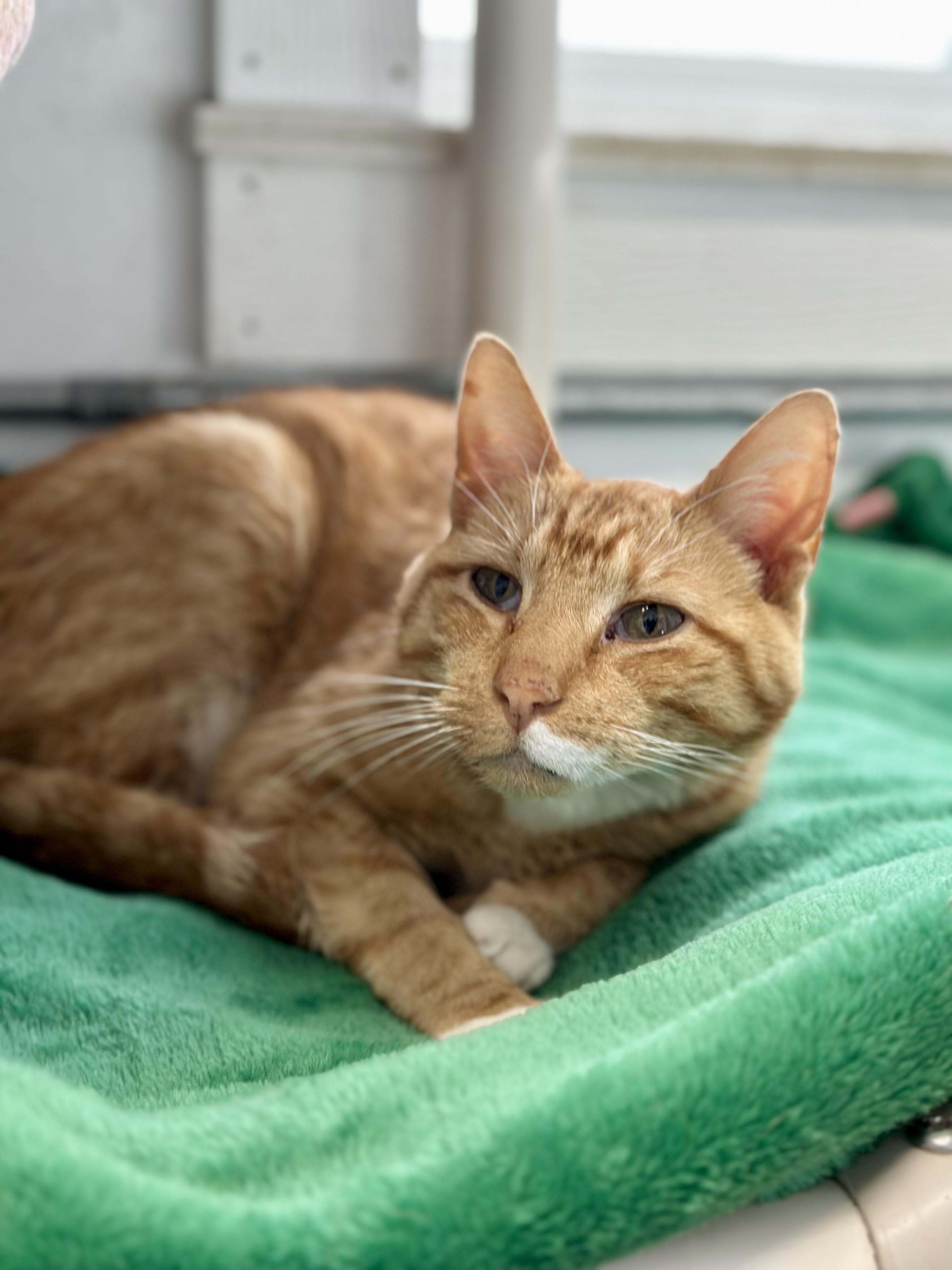 Griswold, an adopted Domestic Short Hair in Faribault, MN image 2/4