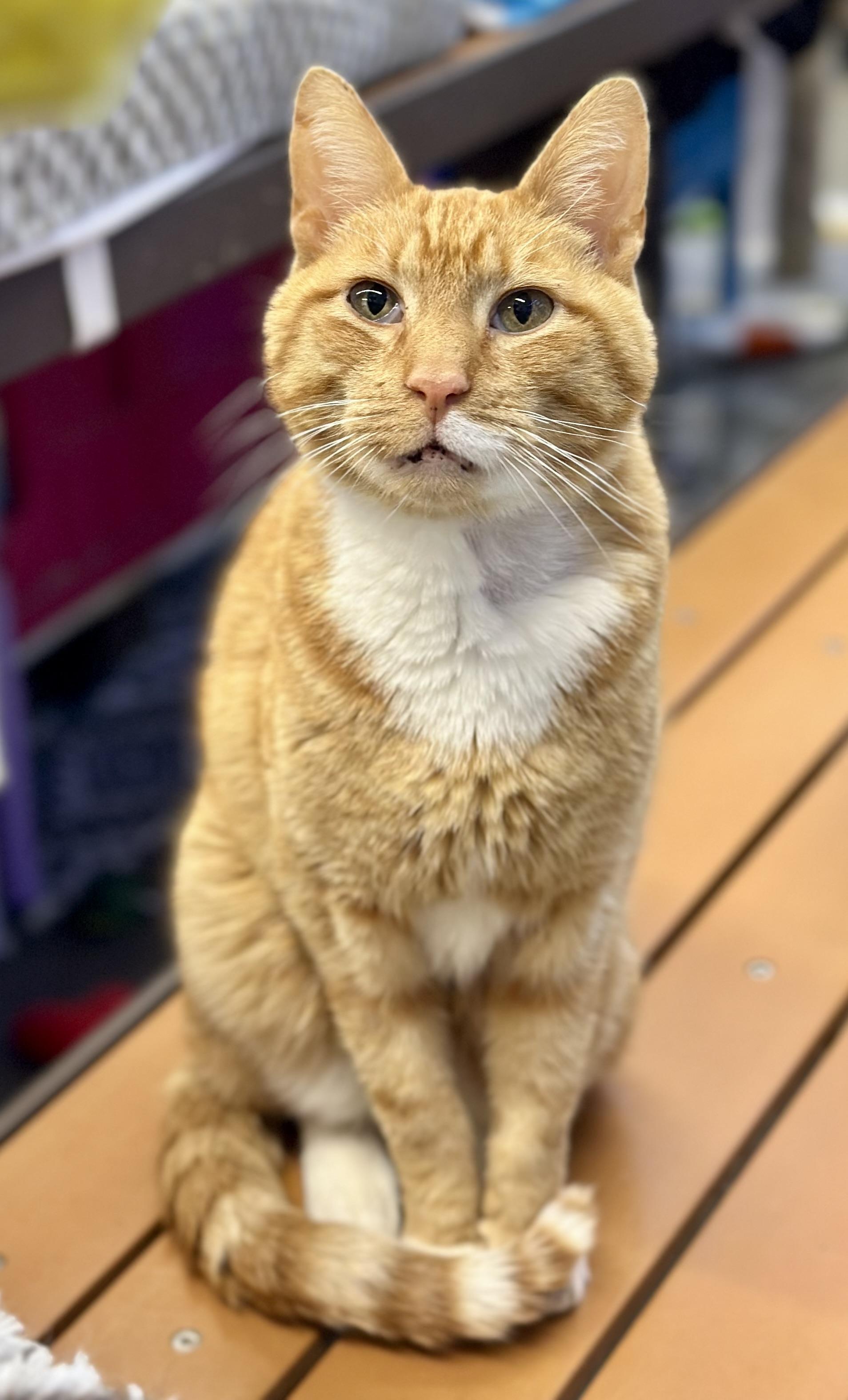 Griswold, an adopted Domestic Short Hair in Faribault, MN image 3/4