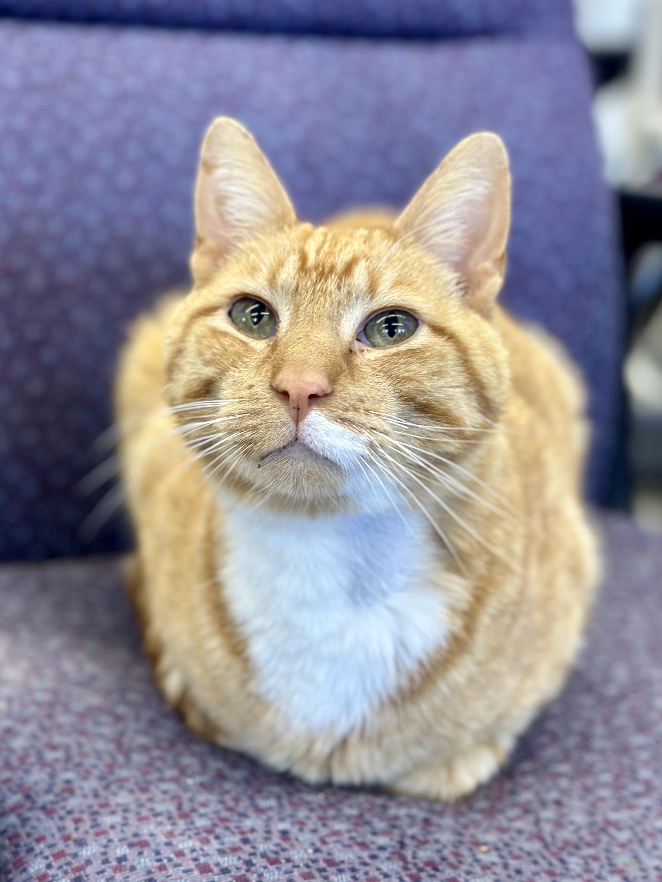 Griswold, an adopted Domestic Short Hair in Faribault, MN image 1/4