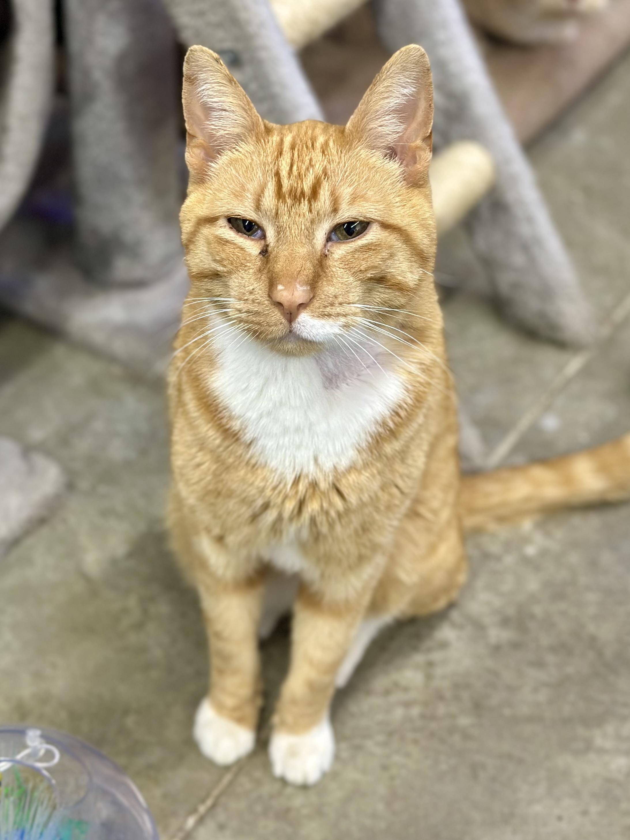 Griswold, an adopted Domestic Short Hair in Faribault, MN image 4/4