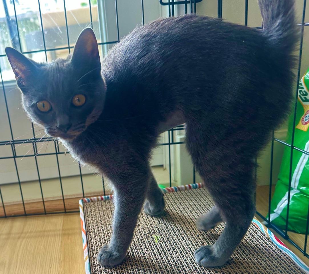 Enlarge Ozzy, a Adoptable mixed breed in Woodland Hills, CA image 4/6