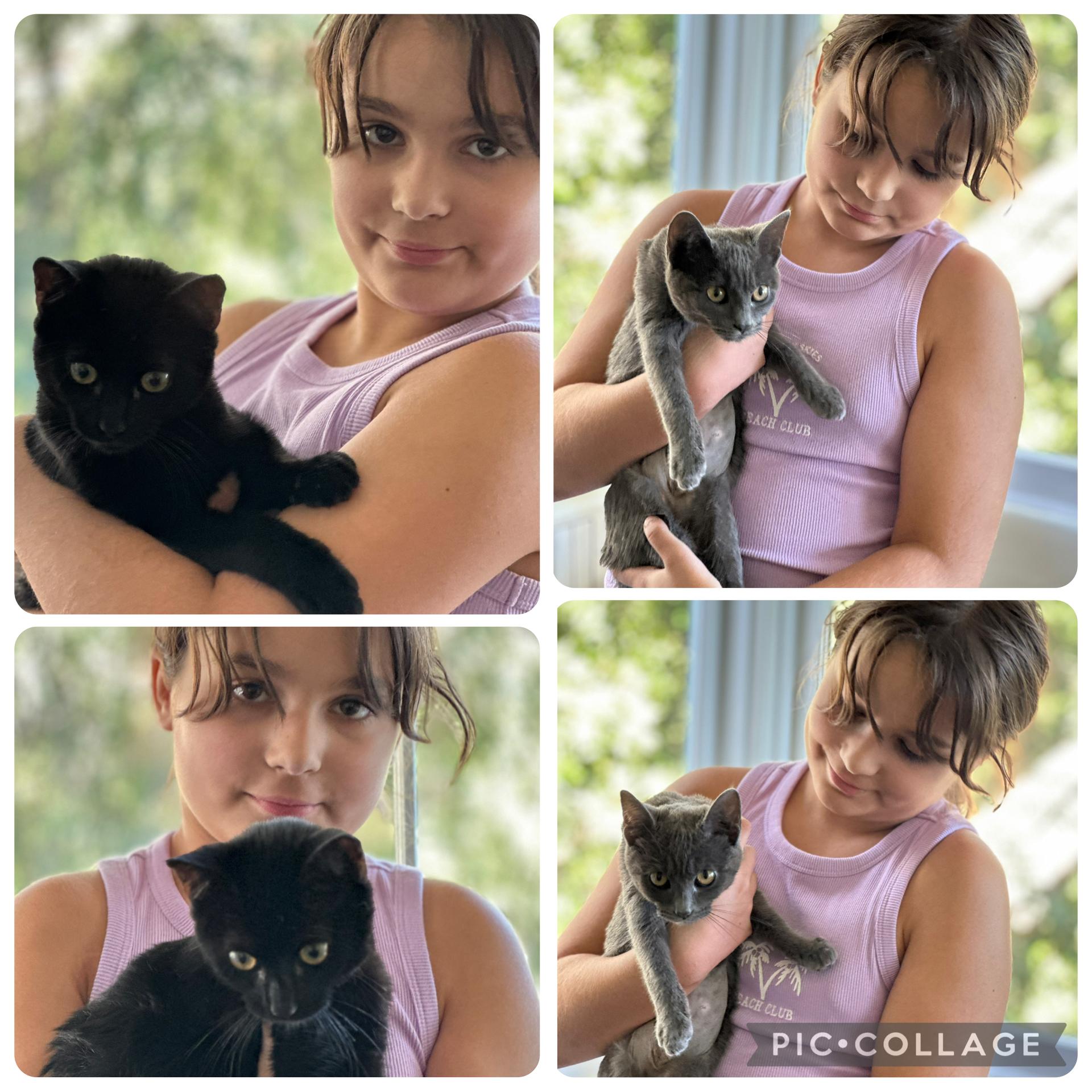 Enlarge Ozzy, a Adoptable mixed breed in Woodland Hills, CA image 5/6