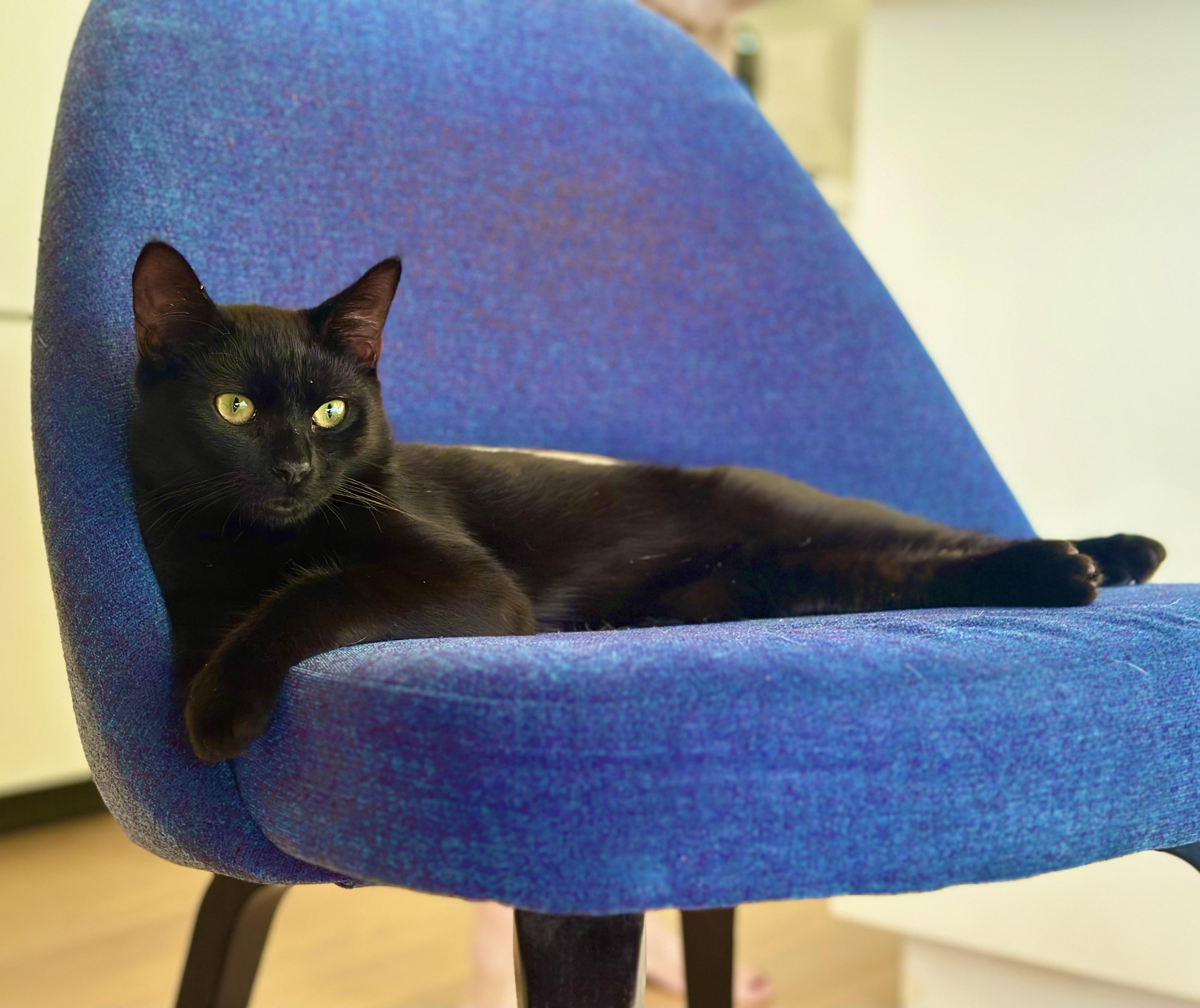 Ozzy, Adoptable, Young Male Domestic Medium Hair.