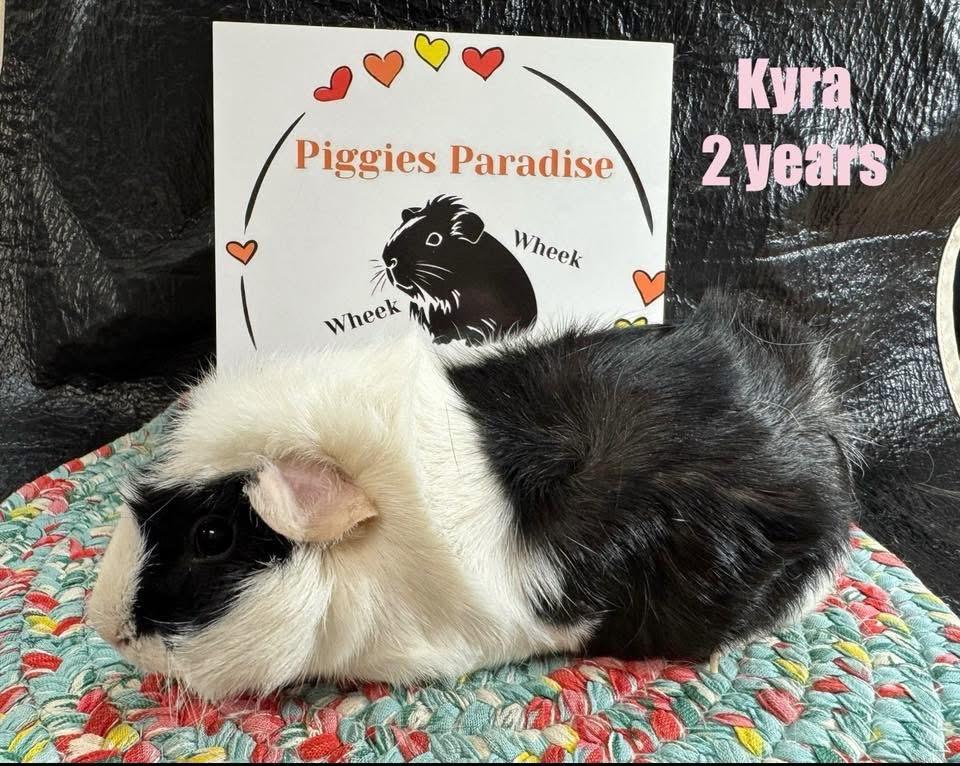 Enlarge Kyra, an adopted Abyssinian in Red Oak, IA image 1/1