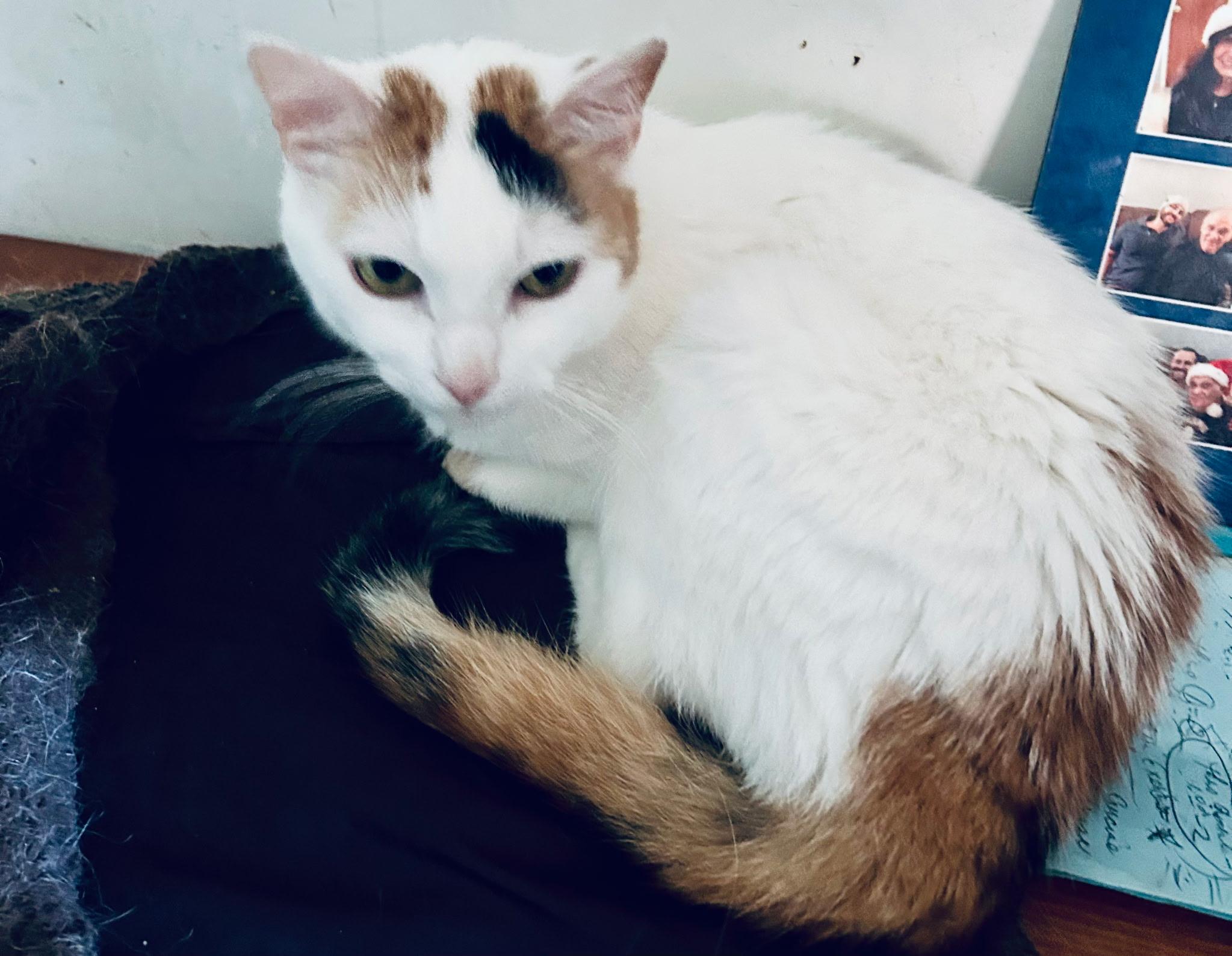 Ms Kitty, a Adoptable Calico in Brooklyn, NY image 3/3