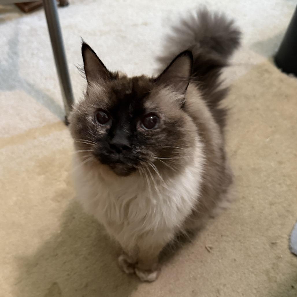 Elsa, Adoptable, Senior Female Ragdoll.