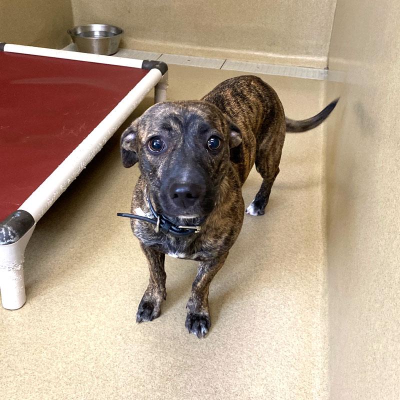 Enlarge Baby Girl #21695, a ADOPTABLE mixed breed in Monroe, GA image 1/2