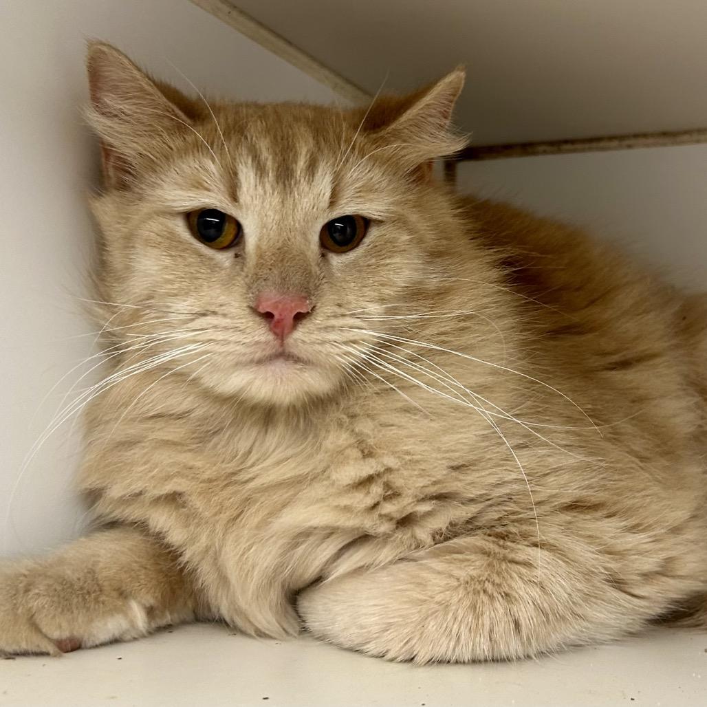 Enlarge Blender, a Adoptable Domestic Medium Hair in St Joseph, MO image 1/1