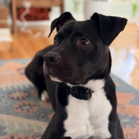 Meelo (Courtesy Post), Adoptable, Adult Male Mixed Breed.