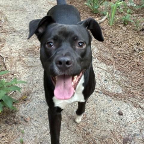 Enlarge Meelo (Courtesy Post), a Adoptable Mixed Breed in Durham, NC image 2/6