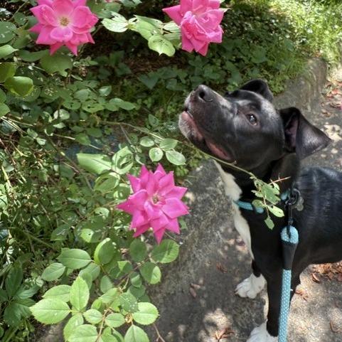 Enlarge Meelo (Courtesy Post), a Adoptable Mixed Breed in Durham, NC image 3/6