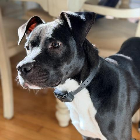 Enlarge Meelo (Courtesy Post), a Adoptable Mixed Breed in Durham, NC image 4/6