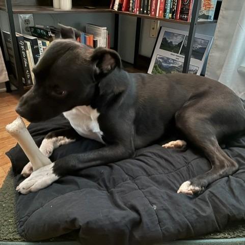Enlarge Meelo (Courtesy Post), a Adoptable Mixed Breed in Durham, NC image 5/6