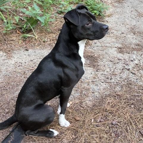 Enlarge Meelo (Courtesy Post), a Adoptable Mixed Breed in Durham, NC image 6/6