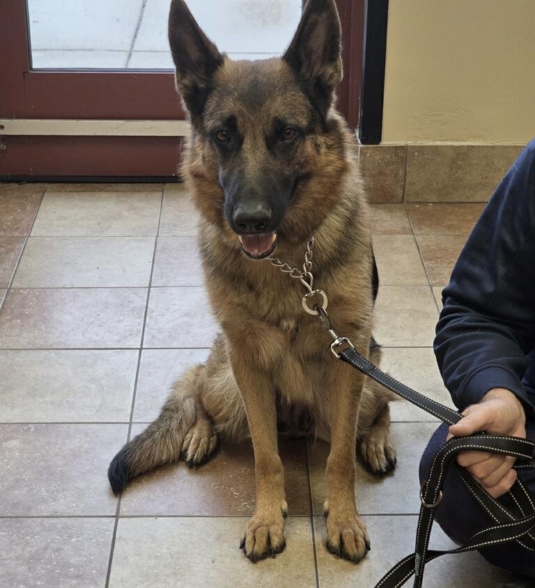 Lady A., a Adoptable German Shepherd Dog in Chicago, IL image 1/2