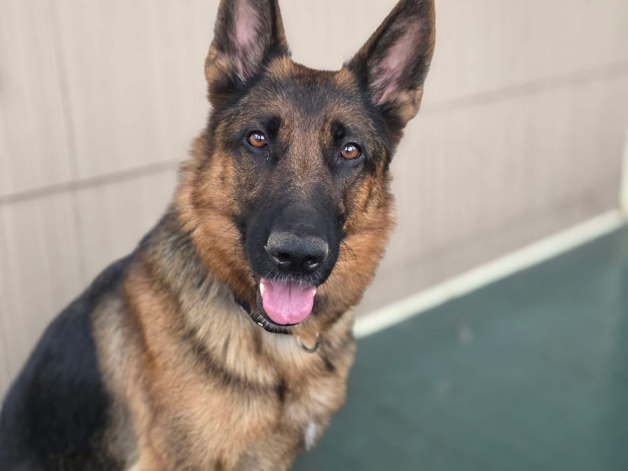 Lady A., a Adoptable German Shepherd Dog in Chicago, IL image 2/2