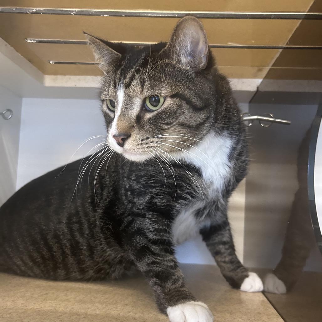 Enlarge Snapdragon, a Adoptable Domestic Short Hair in Park City, UT image 1/3