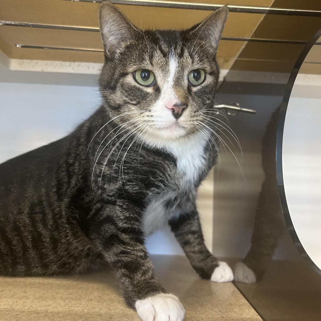 Enlarge Snapdragon, a Adoptable Domestic Short Hair in Park City, UT image 2/3