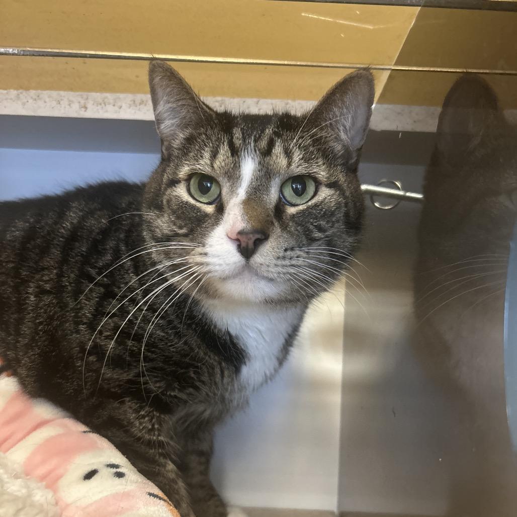 Enlarge Snapdragon, a Adoptable Domestic Short Hair in Park City, UT image 3/3