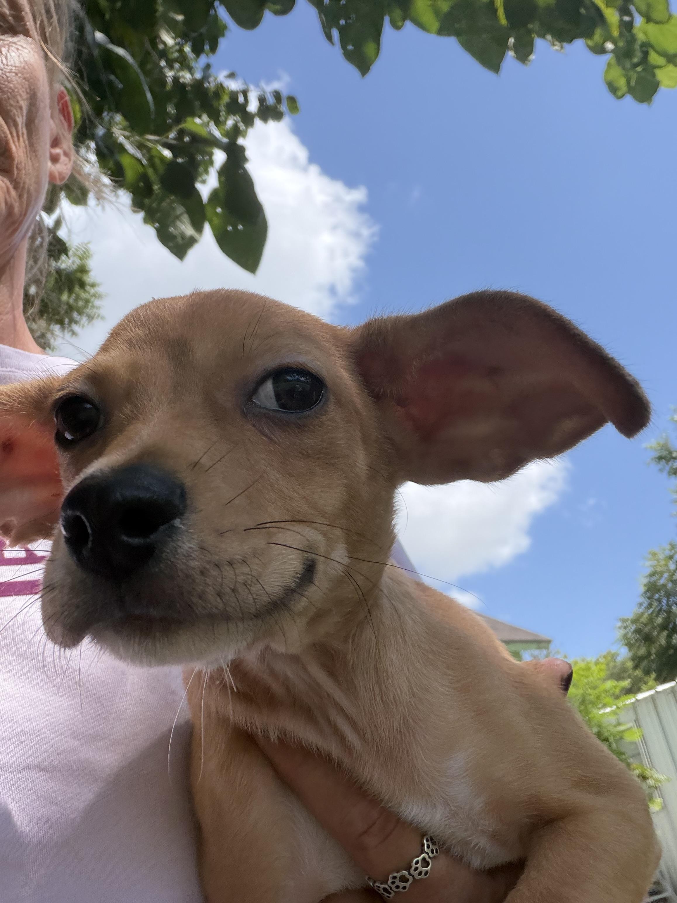 Speedy Local Aug 21-23, adopted, Puppy Male Chihuahua & Dachshund.