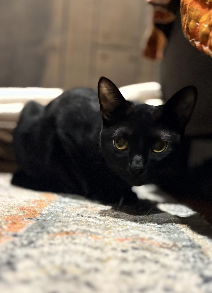 Sandwich, Adoptable, Young Male Domestic Short Hair.