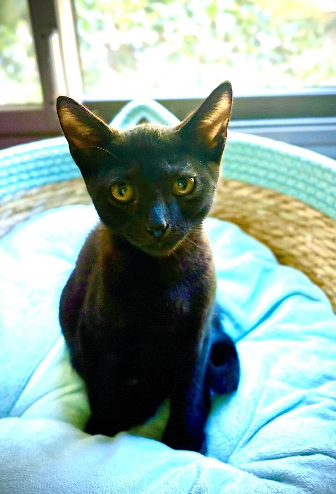 Sandwich, Adoptable, Kitten Male Domestic Short Hair.
