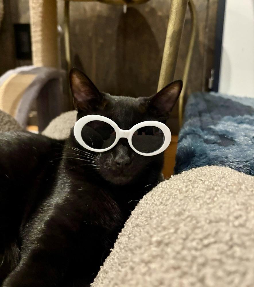 Enlarge Sandwich, a Adoptable Domestic Short Hair in Lake Wylie, SC image 2/6