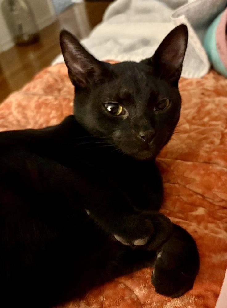 Enlarge Sandwich, a Adoptable Domestic Short Hair in Lake Wylie, SC image 3/6