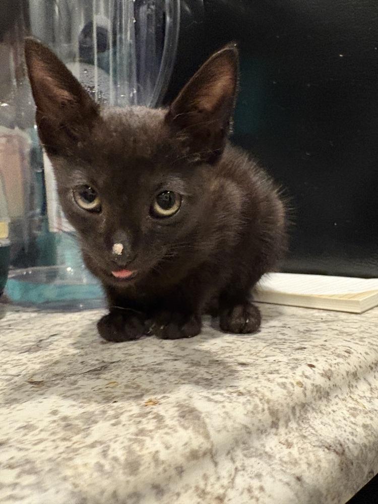 Enlarge Sandwich, a Adoptable Domestic Short Hair in Lake Wylie, SC image 4/6