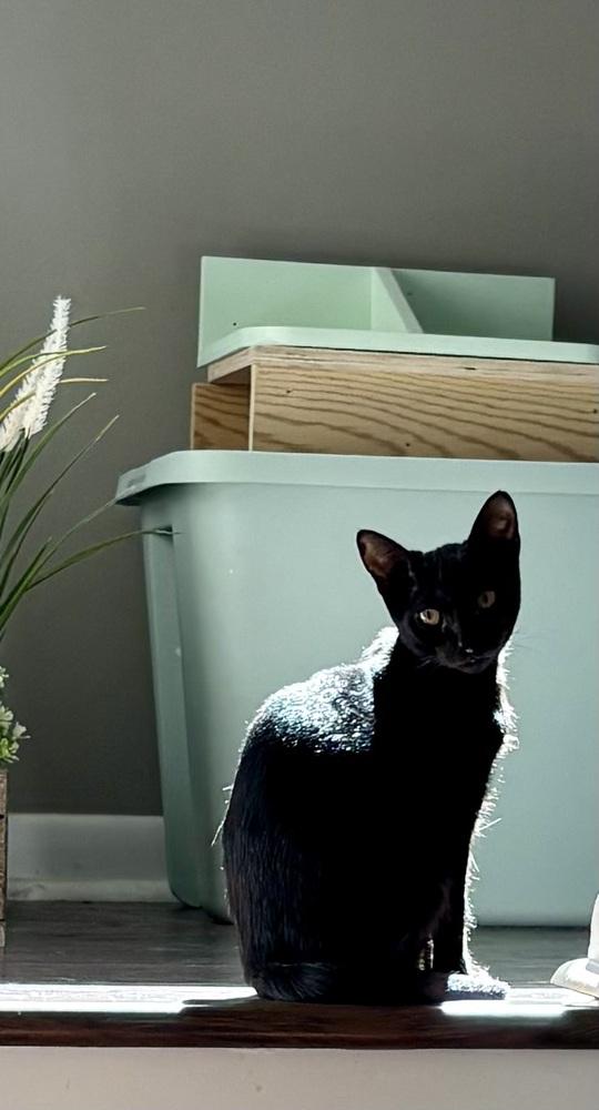 Enlarge Sandwich, a Adoptable Domestic Short Hair in Lake Wylie, SC image 5/6