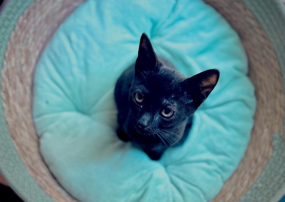 Enlarge Sandwich, a Adoptable Domestic Short Hair in Lake Wylie, SC image 6/6