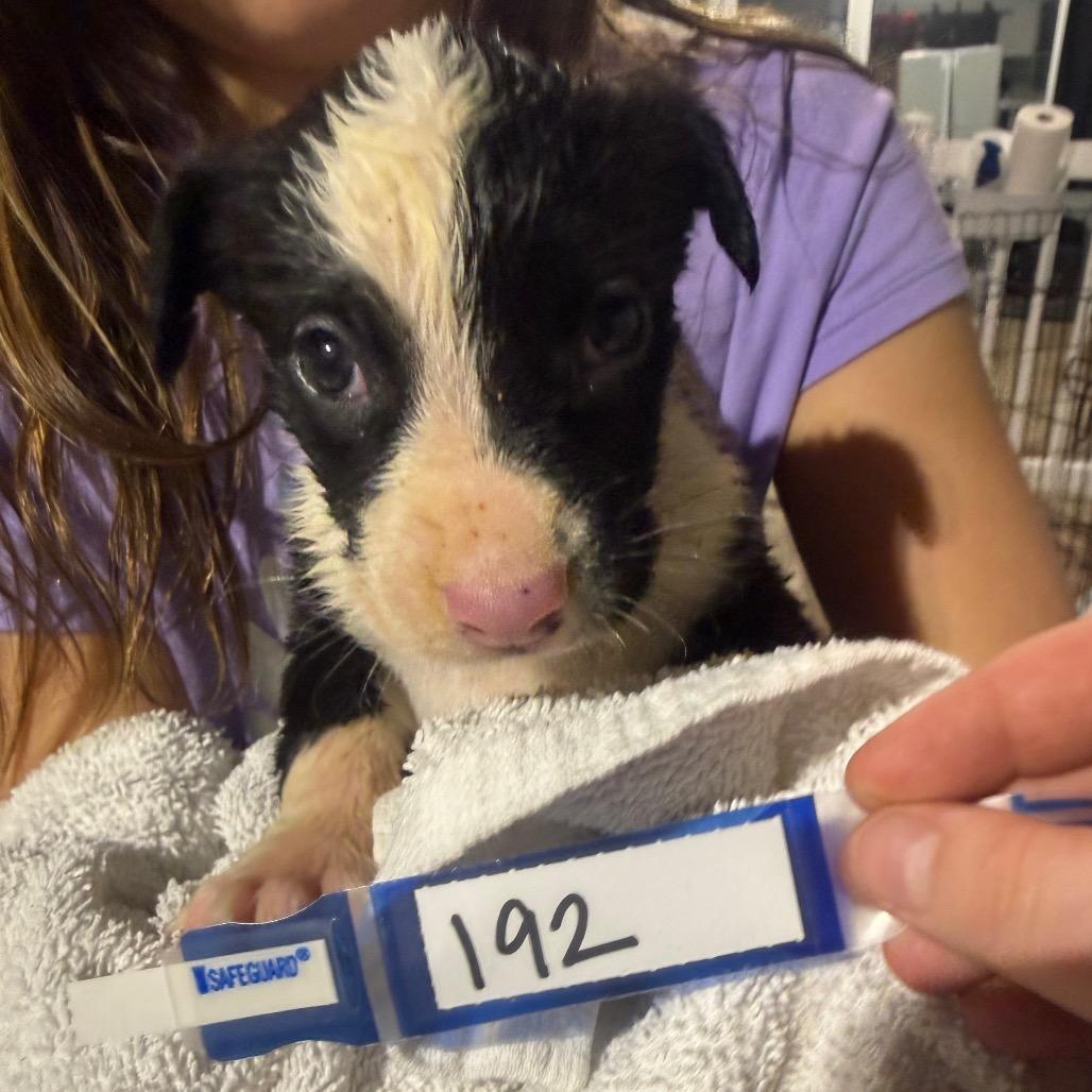 192 (2026) Valentine, Adoptable, Puppy Female Pit Bull Terrier & Labrador Retriever.