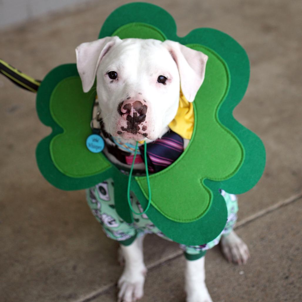 Enlarge Whisper, a Adoptable mixed breed in Fairfax, VA image 1/6