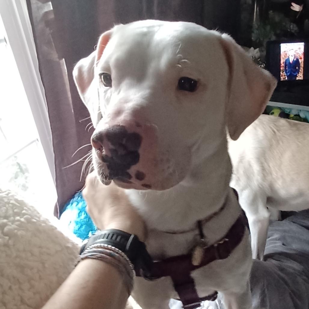 Enlarge Whisper, a Adoptable mixed breed in Fairfax, VA image 2/6