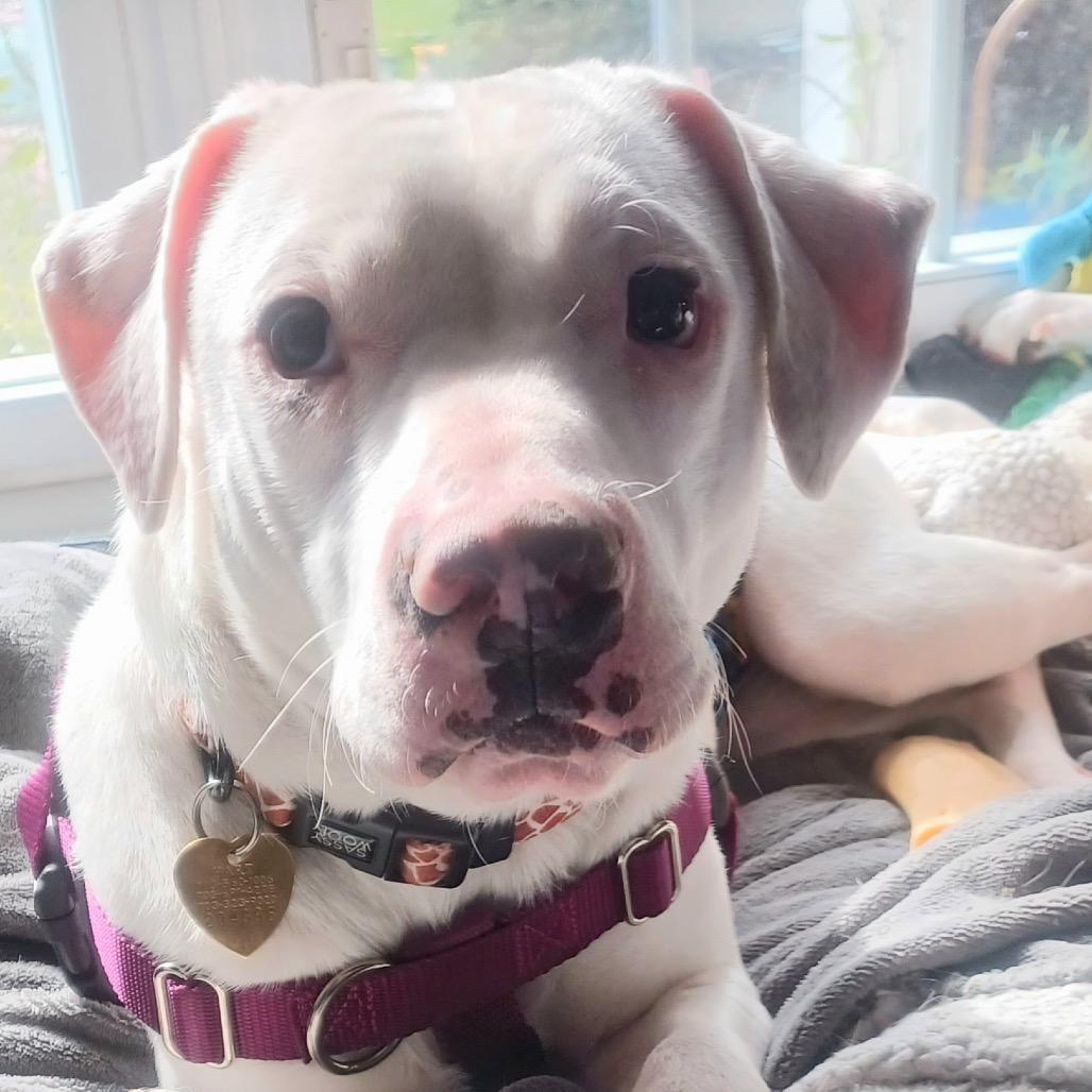 Whisper, Adoptable, Young Male Pit Bull Terrier.