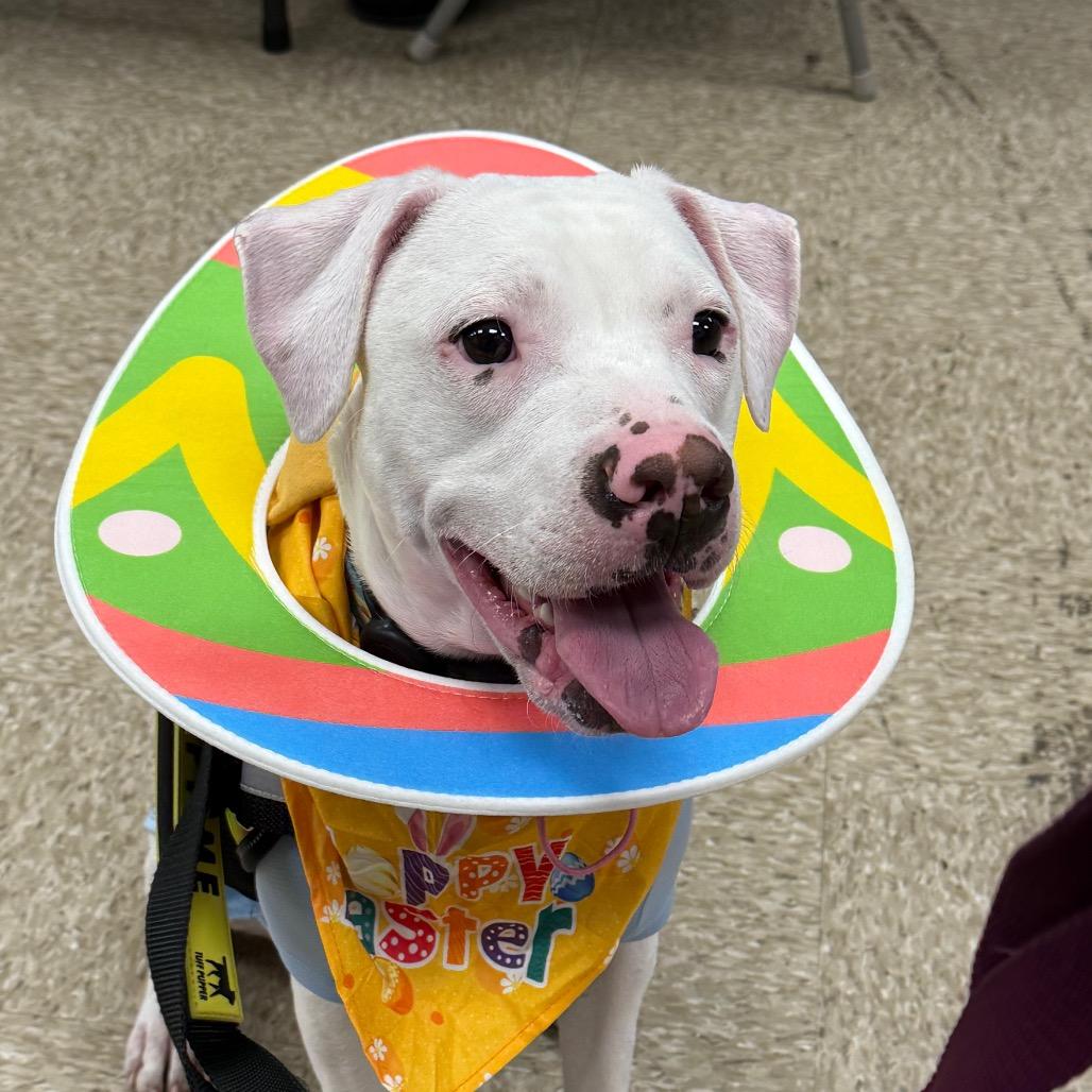 Enlarge Whisper, a Adoptable mixed breed in Fairfax, VA image 3/6