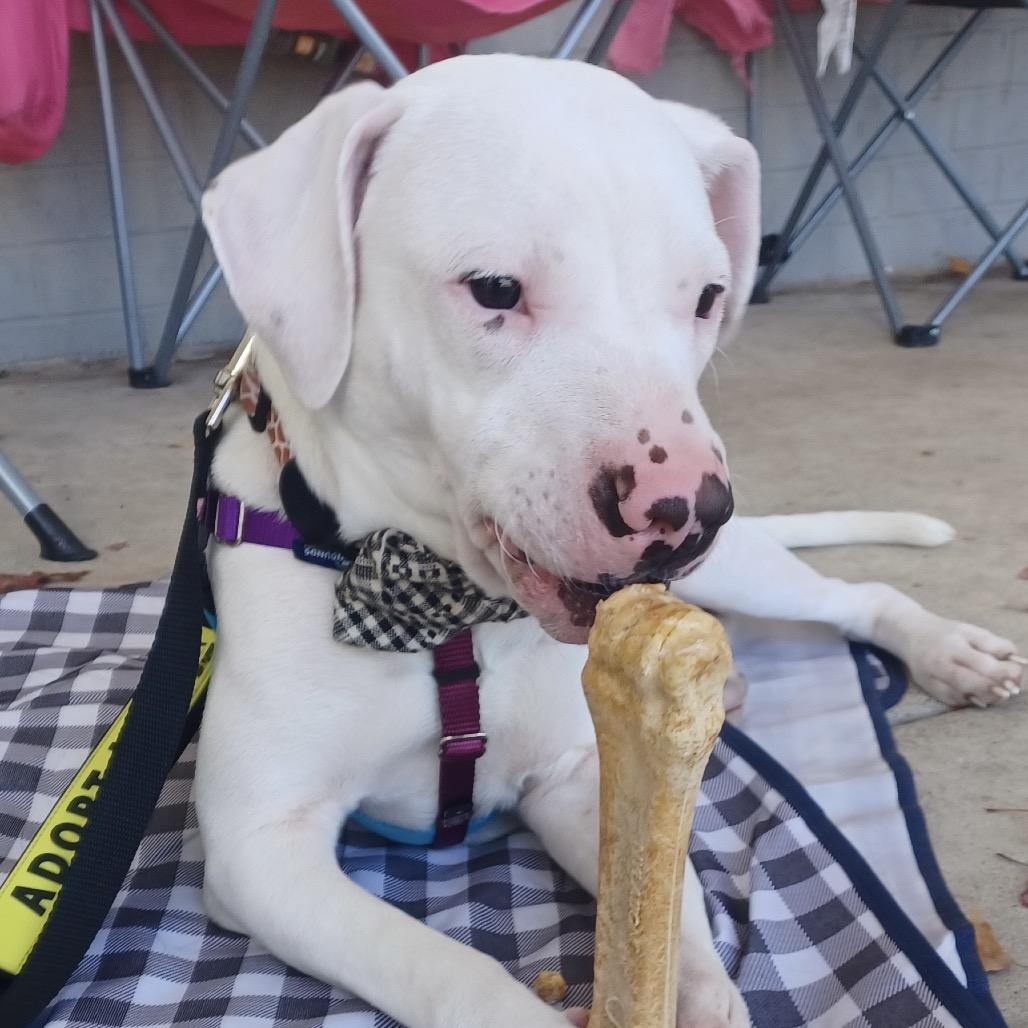 Enlarge Whisper, a Adoptable mixed breed in Fairfax, VA image 3/6