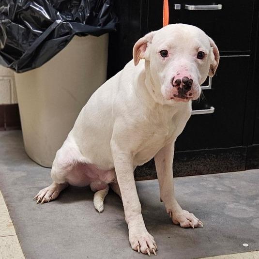 Enlarge Whisper, a Adoptable mixed breed in Fairfax, VA image 5/6