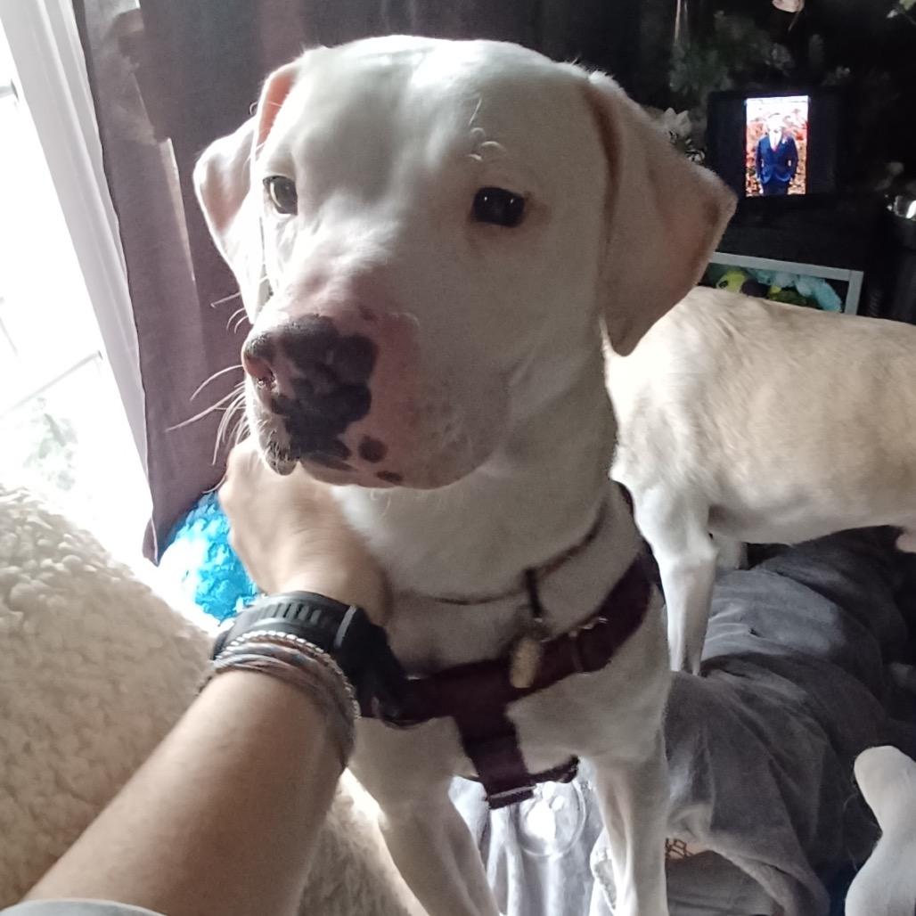 Enlarge Whisper, a Adoptable mixed breed in Fairfax, VA image 6/6