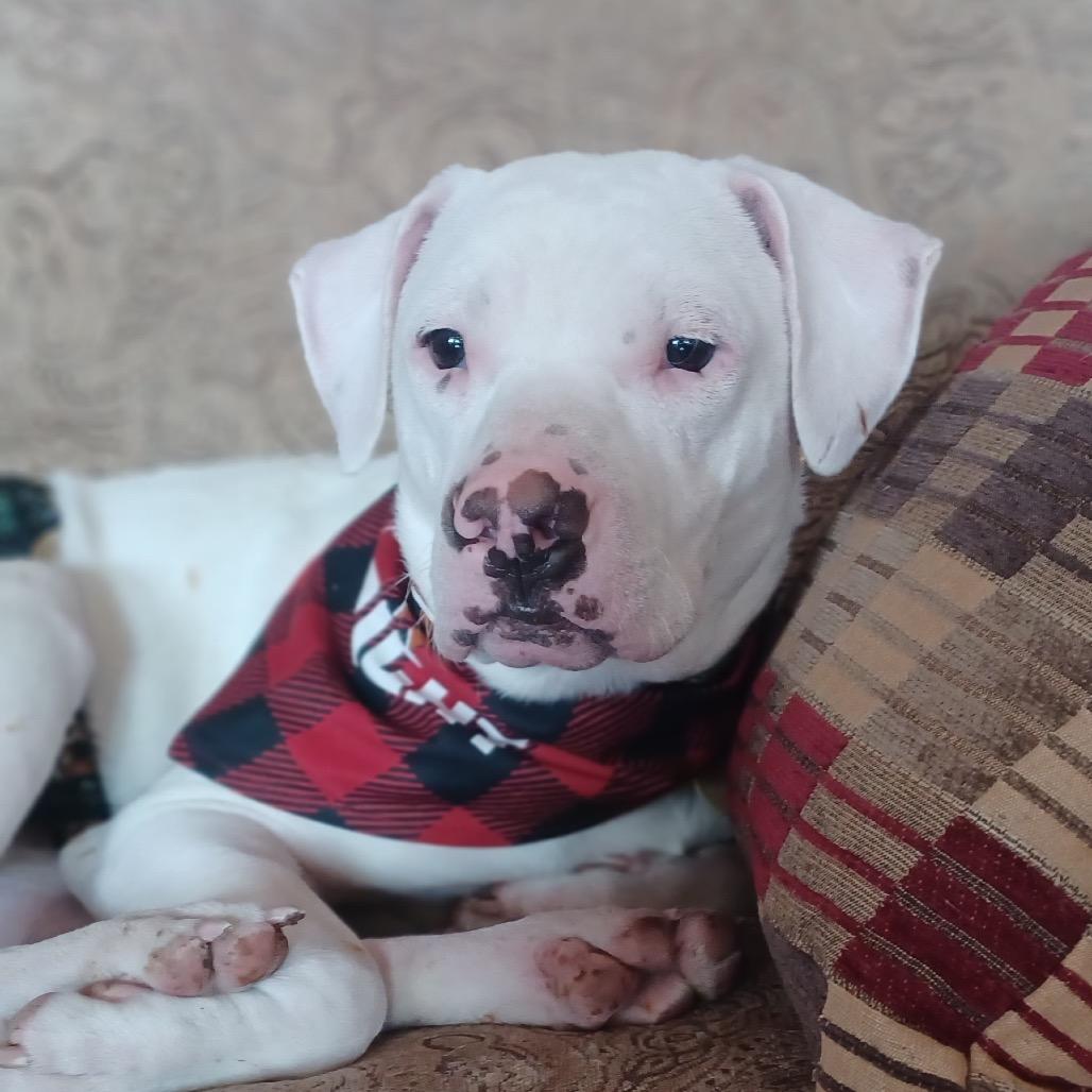 Enlarge Whisper, a Adoptable mixed breed in Fairfax, VA image 5/6