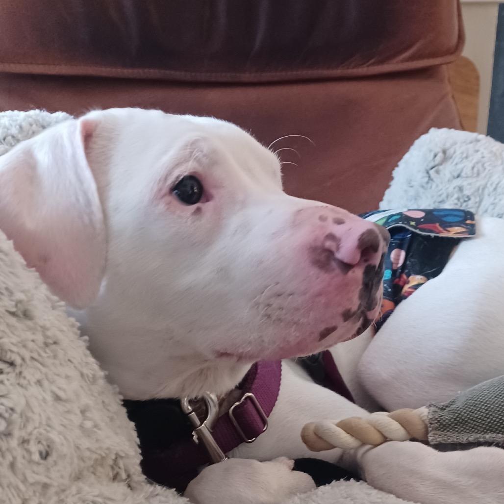 Enlarge Whisper, a Adoptable mixed breed in Fairfax, VA image 6/6