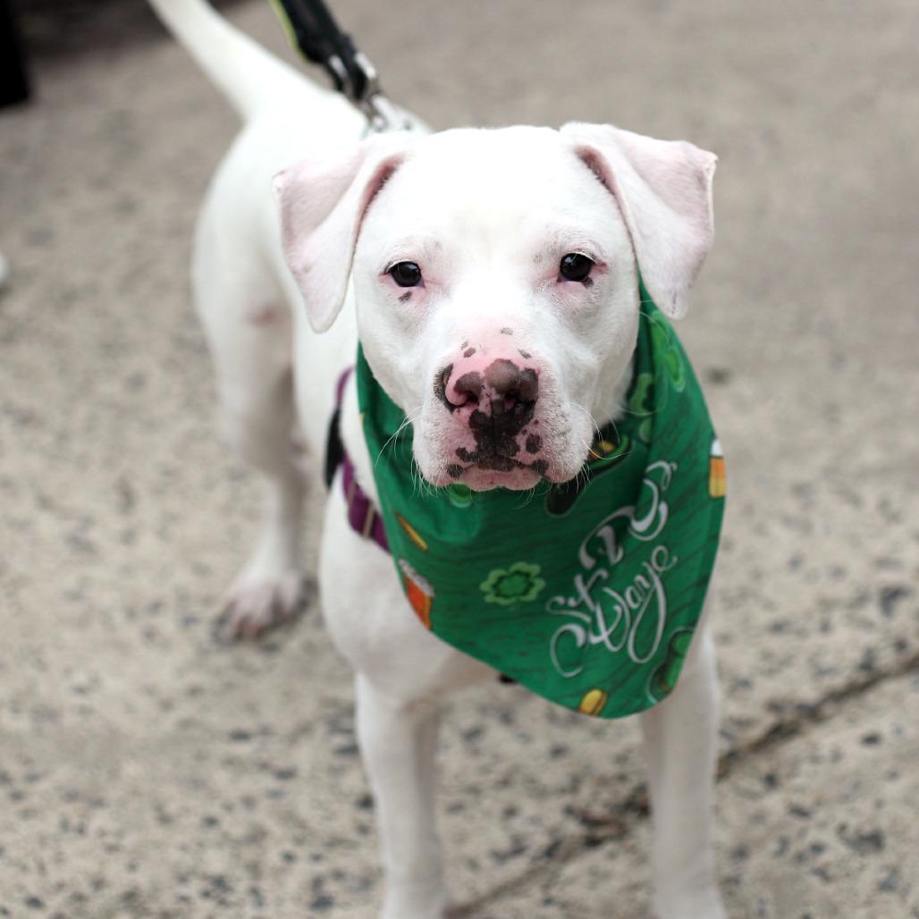 Enlarge Whisper, a Adoptable mixed breed in Fairfax, VA image 5/6