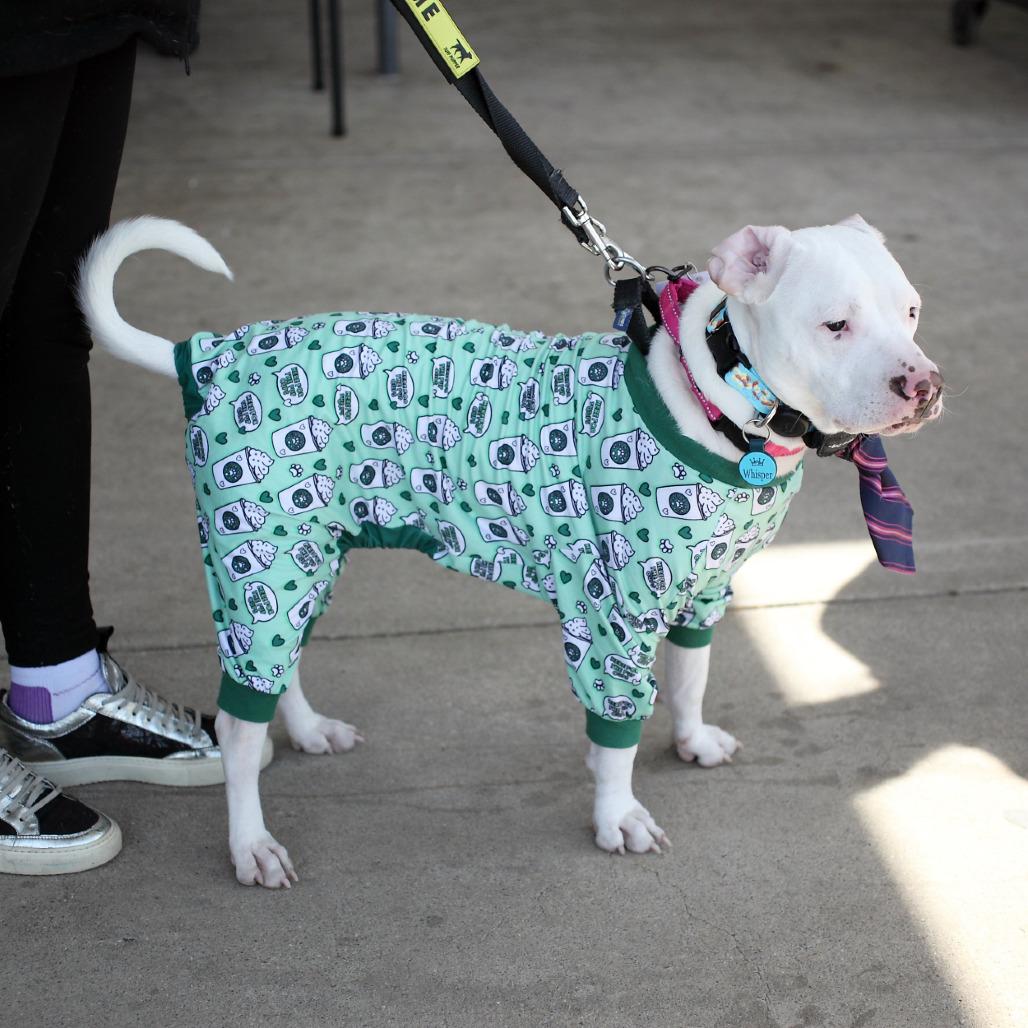 Enlarge Whisper, a Adoptable mixed breed in Fairfax, VA image 6/6