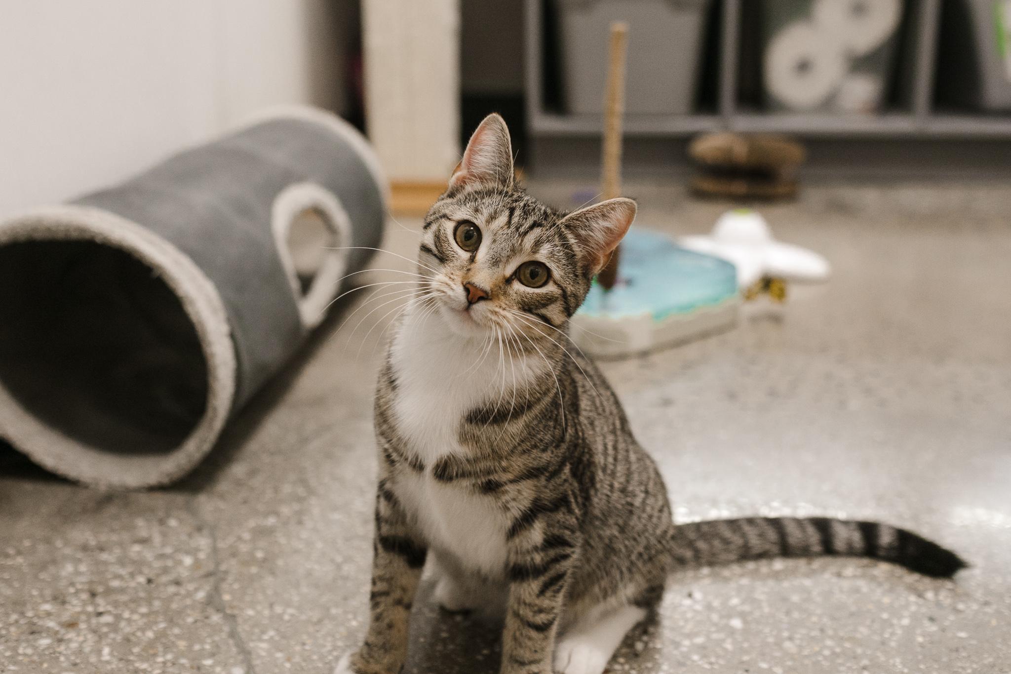 Jessie (F) & Wyatt (M) adopted