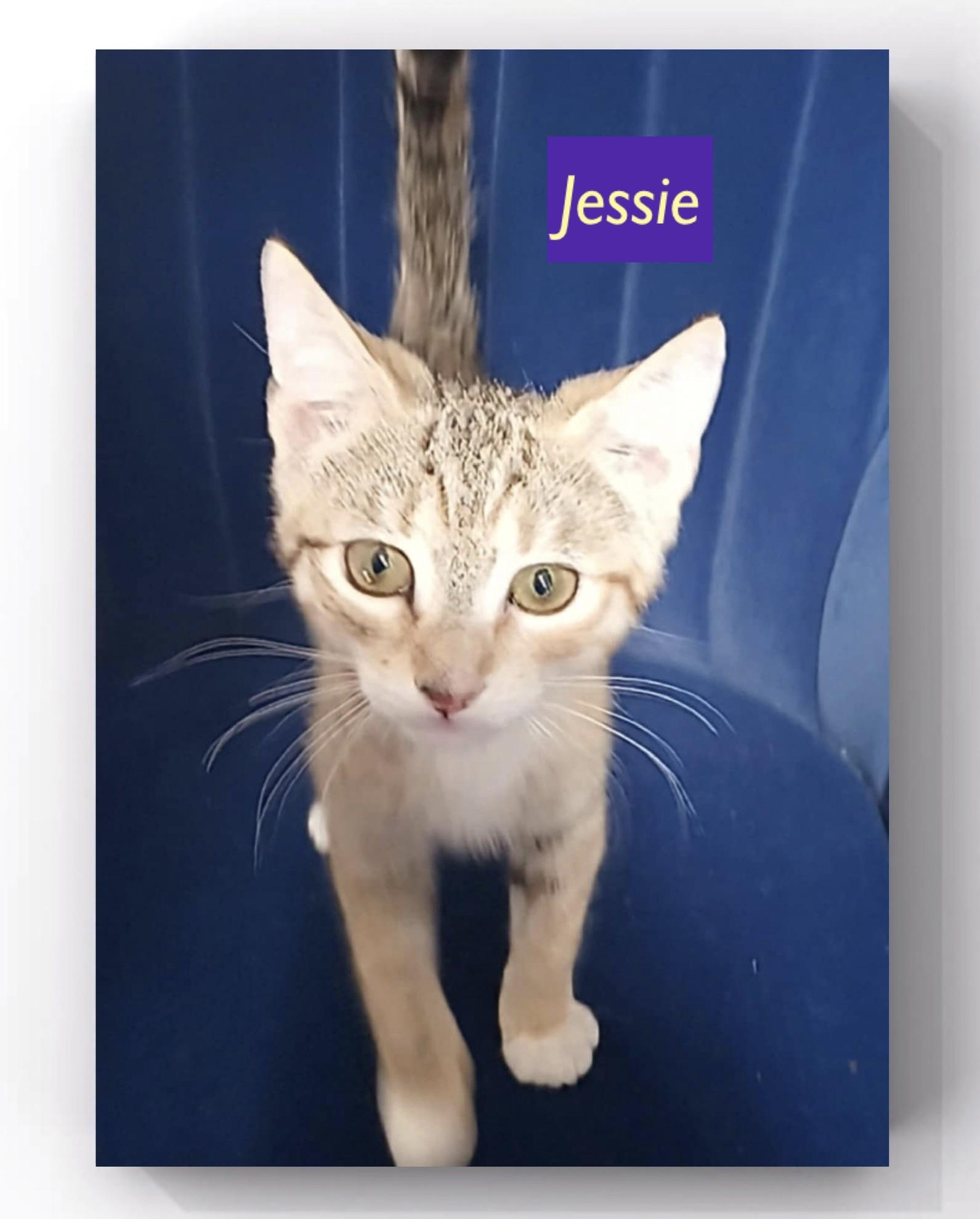 Jessie (F) & Wyatt (M) adopted
