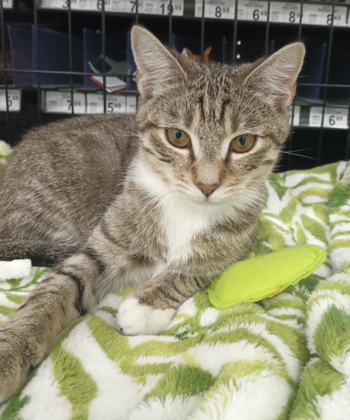 Jessie (F) & Wyatt (M) adopted