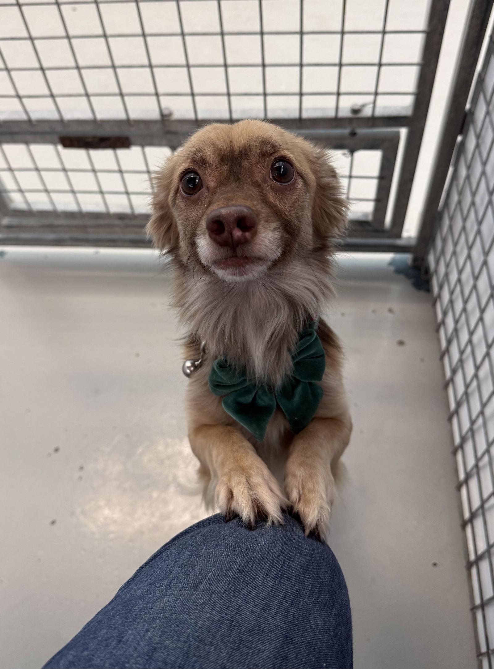 Robert, Adoptable, Adult Male Pomeranian & Chihuahua.