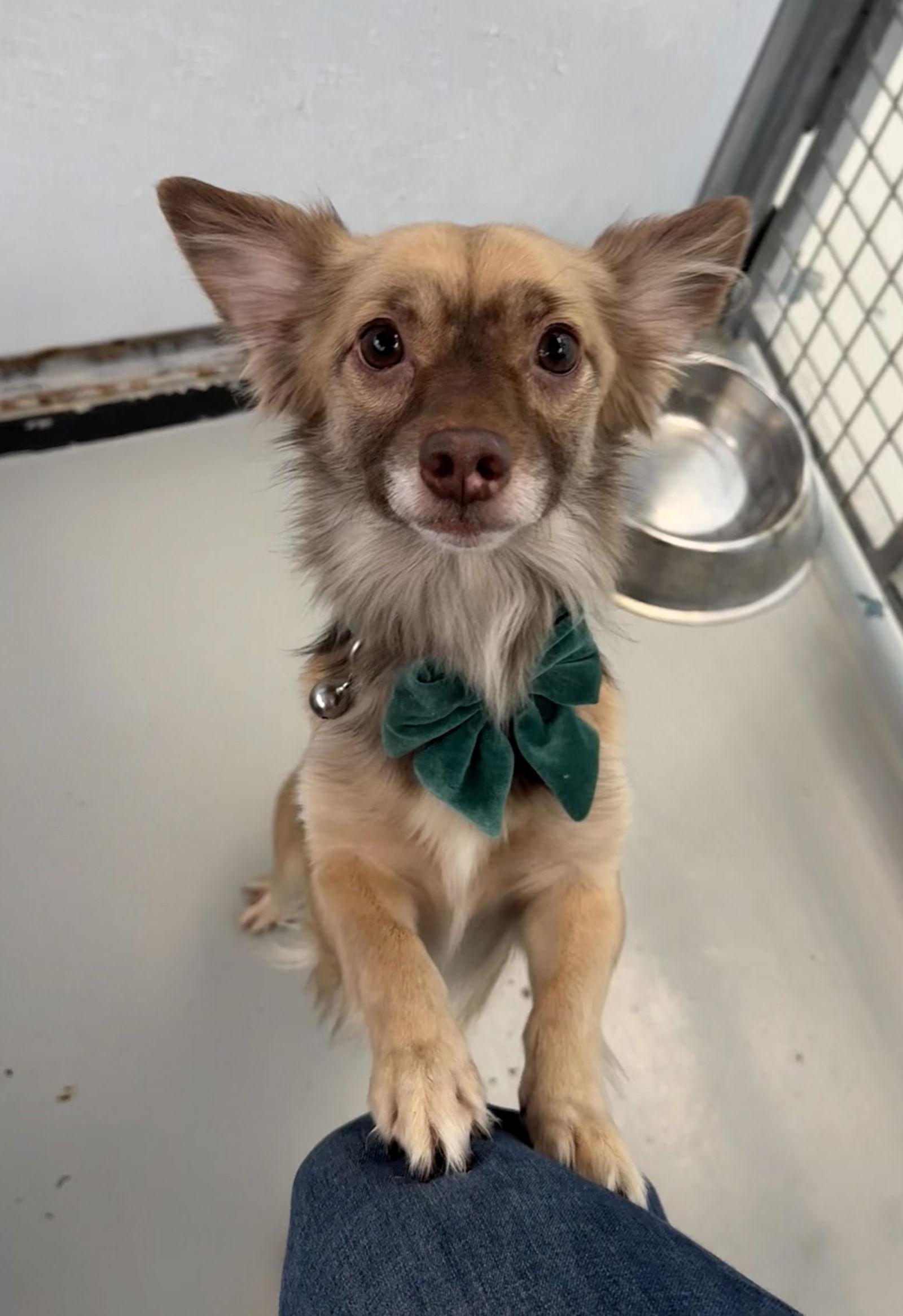 Robert, a Adoptable mixed breed in Chico, CA image 2/3