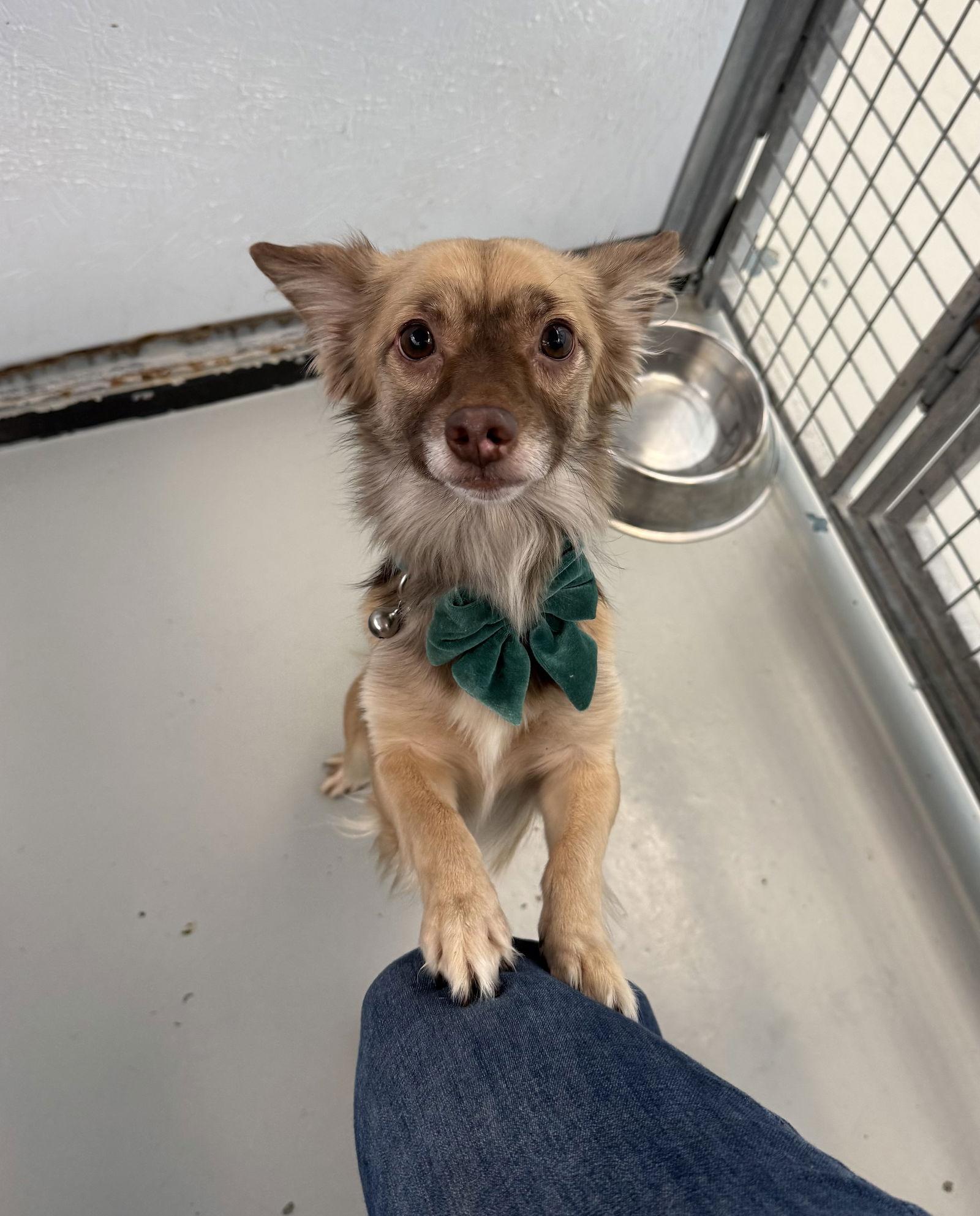 Robert, a Adoptable mixed breed in Chico, CA image 3/3